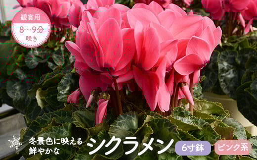 BS-010-3 シクラメン(ピンク系) 6寸鉢 観賞用8～9分咲き 【11月下旬～12月下旬発送】