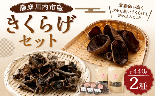 AS-059 【数量限定・無農薬】薩摩川内市産のきくらげセット(生きくらげ・乾燥きくらげ)