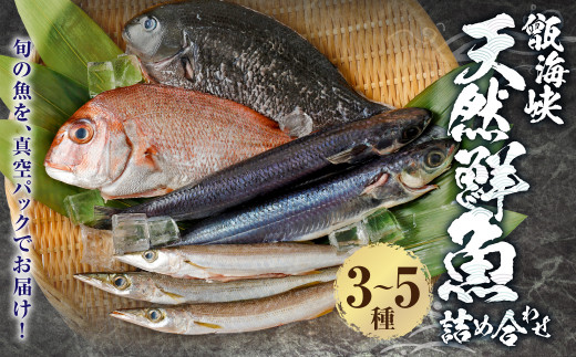 AS-537 【配送指定日必須】甑海峡 天然鮮魚詰め合わせセット