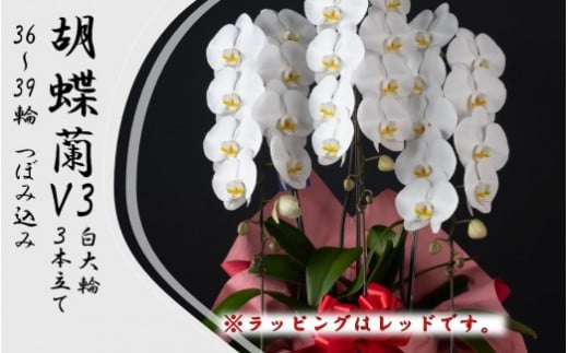 胡蝶蘭 V3白大輪3本立て 36~39輪 つぼみ込み ラッピング"レッド"