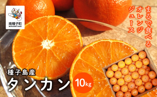 《 先行予約 【2026年2月中旬〜3月中旬頃順次発送】種子島産タンカン約10kg(約65玉)
