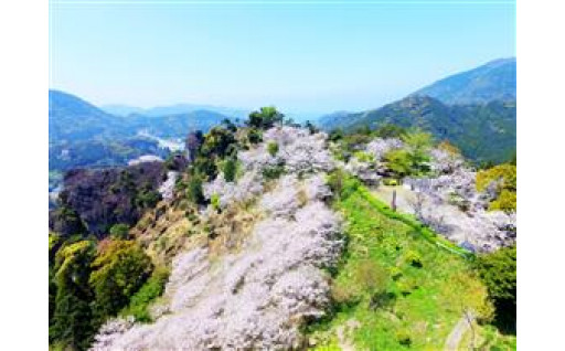 津奈木町長におまかせ