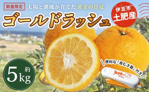 【26年発送・先行予約＆数量限定】伊豆 土肥産 甘夏みかん「ゴールドラッシュ」約5kg（皮むき器付き） /  甘夏 みかん 柑橘 ブランド ゴールドラッシュ 産地直送 期間限定 数量限定 希少 糖度 フルーツ ギフト 旬 お取り寄せ 青木ファーム 伊豆 静岡