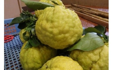 （先行予約・限定５０ケース・11月発送）獅子柚子（10個～15個）【静岡県 伊豆市 ゆず 柑橘類 】　010-008