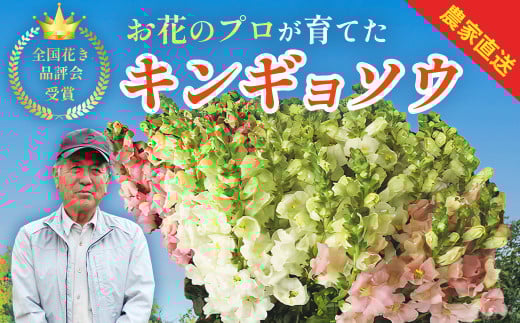 花 【先行予約・限定50セット・11月中旬～3月下旬配送】キンギョソウ（20本前後）| 花 花 花 花 花 花 | 010-005