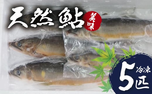 【先行予約！8月順次発送】清流 狩野川で育った 鮎５本詰合せセット（１匹 約70ｇ～100ｇ・冷凍）【伊豆 川魚 鮎 新鮮 冷凍】　010-001