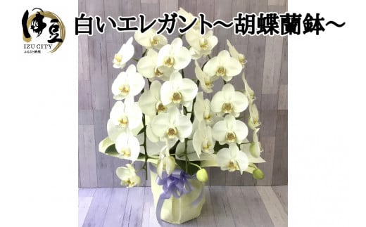 飾りやすいサイズ感 素敵な お花 白い エレガント 胡蝶蘭 1鉢　【静岡 伊豆フラワーギフト 花 贈り物】030-001