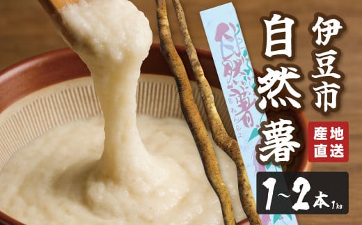 (先行予約・11月より順次発送)山芋 王者 天城の自然薯 1キロ(1~2本)【静岡県 伊豆市 国産 貴重 とろろ 芋 自然薯】020-011