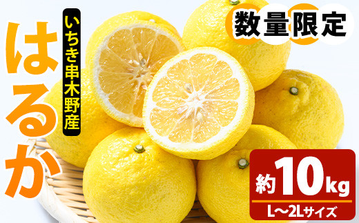 <先行予約>\数量・期間限定/池之上果樹園のはるか(みかん)10kg 箱バラ詰め満杯~2026年1月上旬頃より順次発送予定!~【A-2014H】