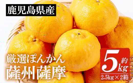 <先行予約>\数量・期間限定/本格貯蔵 ぽんかん 薩州薩摩 約5kg  糖度12度以上 クエン酸0.9%以下 カラーチャート9以上 の厳しい基準をクリアしたブランド品 産地直送 化粧箱【A-2021H】