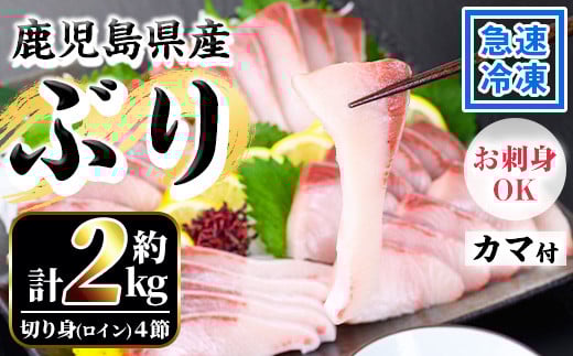 鹿児島県産 養殖 ぶり (ハマチ)の切り身「ロイン4節・カマ2個付」合計約2kg! ハマチ 出世魚 ぶり 急速冷凍 刺身 漬け ぶりしゃぶ にもおすすめ!【B-394H】