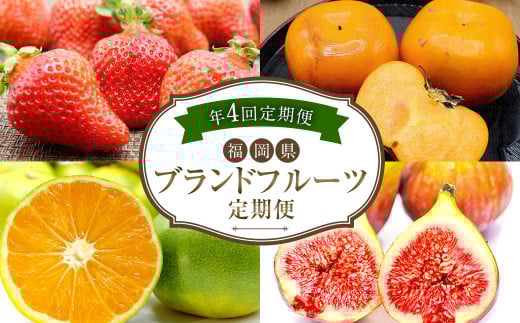 【4回定期便】福岡県 ブランドフルーツ 定期便 あまおう(約280g×4パック)とよみつひめ(約300g×4パック)早味かん(約3kg)秋王(約1.2kg)計6.52kg 果物 いちご 苺 イチゴ 無花果 いちじく イチジク みかん ミカン 蜜柑 柿 カキ かき