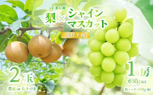 【 2026年 先行予約 】 シャインマスカット ＆ 梨 食べ比べセット シャインマスカット 1房 約650ｇ＋粒パック(100g分）＋梨 2玉（又はあきづき） 【 2026年9月上旬～9月中旬頃発送予定 】 【 フルーツ 果物 ぶどう ブドウ 葡萄 シャイン マスカット 梨 あきづき 豊水 茨城県産 国産 人気 農園 スイーツ お取り寄せ 】