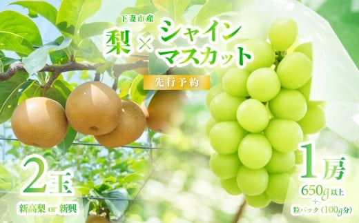 【 2026年 先行予約 】 シャインマスカット ＆ 梨 食べ比べセット シャインマスカット 1房 約650ｇ＋粒パック(100g分）＋梨 2玉（新高梨または新興） 【 2026年9月中旬～10月上旬頃発送予定 】 【 フルーツ 果物 ぶどう ブドウ 葡萄 シャイン マスカット 梨 新高梨 新興 茨城県産 国産 人気 農園 スイーツ お取り寄せ 】