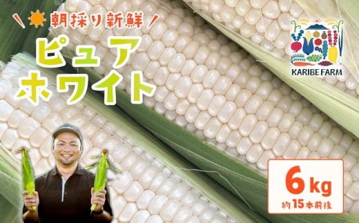 【 先行予約 】 下妻産朝採りとうもろこし 約6kg （ ピュアホワイト ）【 先行予約：2026年6月下旬～順次発送予定 】【 とうもろこし トウモロコシ とうきび 甘い スイーツ デザート コーン 人気 野菜 新鮮 おすすめ 】[SZR]