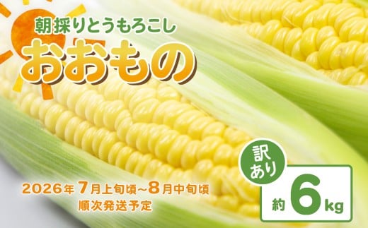 【 訳あり 】【 先行予約 】 下妻産 朝採りとうもろこし （ おおもの ） 約6kg 【 2026年7月上旬～8月中旬ころ順次発送予定 】【 とうもろこし コーン 糖度 トウモロコシ おおもの 朝採り 新鮮 スイートコーン スイート 】[SZR]
