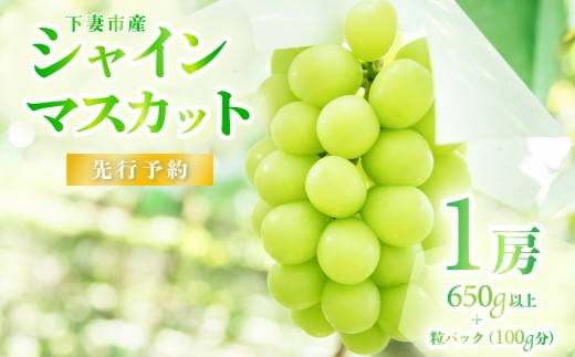 【 2026年 先行予約 】シャインマスカット 1房 約650g ＋ 粒パック ( 100g分 ） 【 石崎ぶどう園 】 （ 2026年8月下旬から9月下旬頃発送予定 ）【 フルーツ 果物 ぶどう ブドウ 葡萄 シャイン マスカット 茨城県産 国産 人気 農園 スイーツ お取り寄せ 】