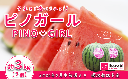 【 先行予約 】 茨城県産 ピノガール 約3kg ( 2個 ) 【 2026年5月中旬~6月中旬ごろ発送予定 】 【 スイカ 西瓜 果物 くだもの フルーツ 国産 季節限定 人気 贈り物 お取り寄せ プレゼント 厳選 デザート 】