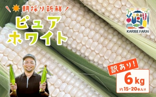 【 先行予約 】【 訳あり 】下妻産 朝採りとうもろこし （ ピュアホワイト ） 約6kg 【 2025年6月下旬～7月下旬ころ順次発送予定 】【 とうもろこし とうきび トウモロコシ 甘い スイーツ デザート ピュアホワイト コーン 人気 野菜 新鮮 おすすめ 】[SZR]