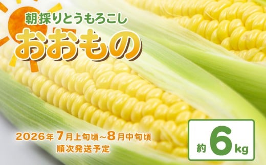 【 先行予約 】 朝採りとうもろこし 約6kg （ おおもの ） 【 2026年7月上旬～8月中旬ころ順次発送予定 】【 とうもろこし トウモロコシ とうきび 甘い スイーツ デザート コーン 人気 野菜 新鮮 おすすめ 】[SZR]
