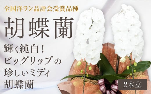 C099 【全国洋ラン品評会受賞品種】ミディ系ホワイト胡蝶蘭！『リトルシルキー』＊２本立＊＜７つの特典付き！＞[ＬＳ－2]
