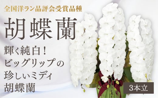 B085 【全国洋ラン品評会受賞品種】ミディ系ホワイト胡蝶蘭！『リトルシルキー』＊３本立＊ [ＬＳ－３]
