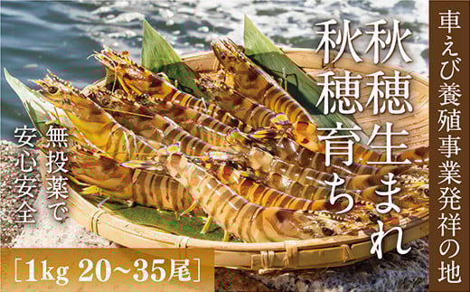 C060 旭水産活き車海老(あいおえび)1kg(20~35尾)【養殖】