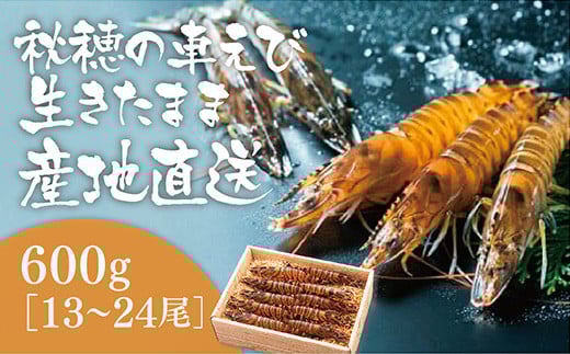 D024 活きあいおえび600g(13~24尾)