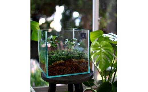 D011 観葉植物 [テラリウム Mサイズ] (花うるる モダン インテリア ギフト プレゼント おしゃれ 観葉 ガジュマル ガラス ケース 完成品 ミニ観葉 盆栽 アクアリウム おしゃれ リビング 開店祝い 新築祝い 苔リウム コケリウム オフィス 母の日 ジオラマ 鉢