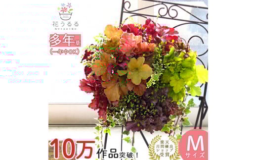 C052 宿根草 「ヒューケラ 花うるる ハンギング 寄せ植え」Mサイズ(多年草 屋外 観葉植物 母の日 ハンギングバスケット 春 夏 秋 冬 玄関 おしゃれ ギフト ガーデニング 誕生日 プレゼント 鉢植え 珍しい 完成品 ドルチェ カラーリーフ 寄植え