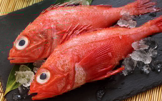E-76001【12/21まで年内配送】 【北海道根室産】キチジ(メンメ・キンキ)7尾～11尾(下処理済)