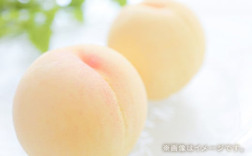【訳あり】岡山白桃（家庭用）1.2kg以上  サイズ不揃い【2025年7月上旬～2025年9月上旬迄発送】 もも 桃 モモ 4～7玉 フルーツ 果物 岡山県 倉敷市