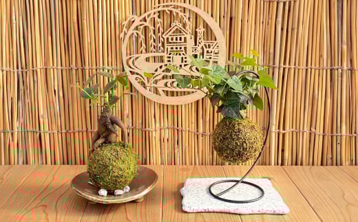 【苔玉づくり】ペア体験チケット(2個ずつ制作)【体験券 体験チケット ペアチケット 苔玉作り 倉敷グリーンファーム 植物 岡山県 倉敷市 おすすめ 人気】