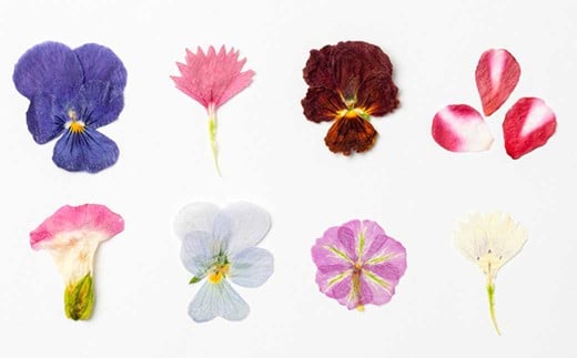 押し花MIX(20輪入り)3パックセット【食べられるお花 栽培期間中 農薬不使用】
