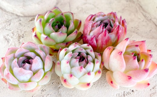 【名札付き】多肉植物の詰め合わせ 5~7株セット【多肉 多肉植物 植物 観葉植物 育てる 詰め合わせ 岡山県 倉敷市 おすすめ 人気】