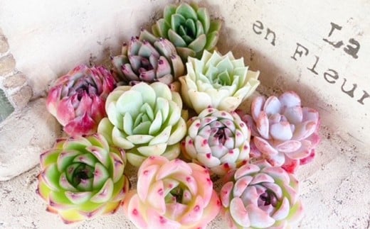 【名札付き】多肉植物の詰め合わせ 8~10株セット【多肉 多肉植物 植物 観葉植物 育てる 詰め合わせ 岡山県 倉敷市 おすすめ 人気】