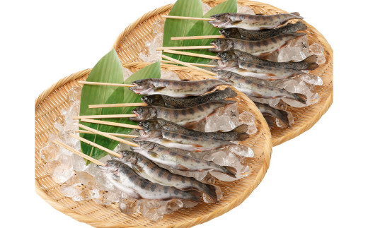 阿蘇から届く かわべの湧水やまめ (内臓処理済・串つき16匹)