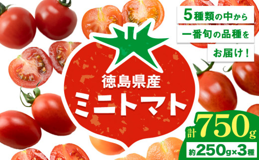 ミニトマト 750g ( 250g × 3種類 )《11月上旬-6月末頃出荷》ヴェリタス株式会社 徳島県 美馬市 青果物 野菜 とまと トマト フロランティーノ アルル アマイアリー アイコ 千恋 チコ
