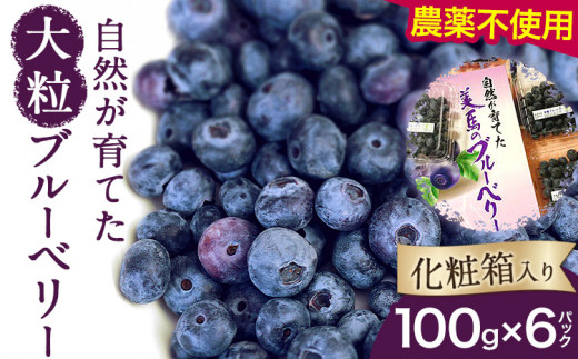 < 2026年先行予約 > 美馬の大粒ブルーベリー(100g×6パック) 《2026年6月上旬‐2026年9月上旬より出荷》ブルーベリージャム ブルーベリーソース ブルーベリー ベリー ふるさと納税 ブルーベリー 果物 フルーツ 青果物 美馬市ブルーベリー研究会 徳島県 美馬市