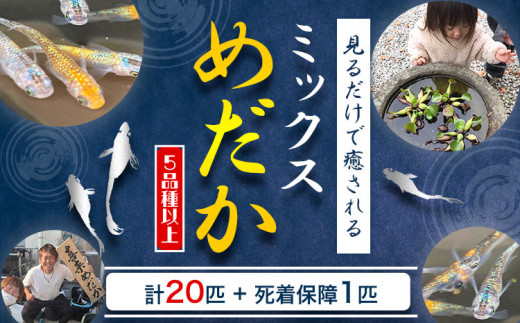ミックス めだか 5種以上 計20匹+死着保障1匹 喜来めだか《30日以内に出荷予定(土日祝除く)》【配送不可地域あり】喜来めだか 徳島県 美馬市 めだか 生き物 旧喜来小学校 改良めだか専門店 鑑賞用 ミックス