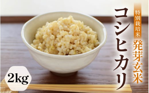 【令和7年産】発芽玄米 特別栽培米 コシヒカリ 2kg 【米 玄米 こしひかり ギャバ GABA 特別栽培 食物繊維 栄養 真空パック ごはん ご飯 おいしい ふるさと納税米】 [A-2985]