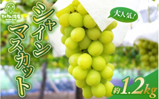 [先行予約] 大人気シャインマスカット 約1.2kg (3〜4房) [2025年9月上旬以降順次発送予定] [ぶどう ブドウ 葡萄 マスカット 果物 デザート フルーツ 産地直送 国産 ギフト 贈り物 贈答] [B-0217]