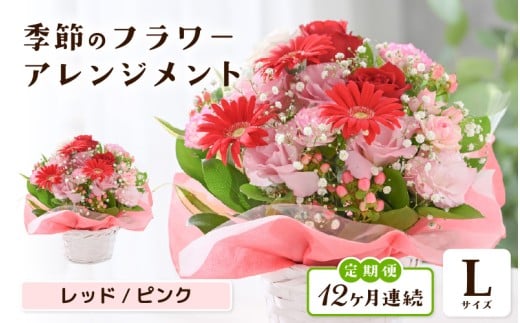 定期便 ≪12ヶ月連続お届け≫ 選べるカラー 季節のフラワーアレンジメント L (レッド・ピンク) 【お花 フラワー アレジメント 花束 ギフト 生花 プレゼント 花束 花 記念日 敬老の日 お祝い】 [O-20701_01]