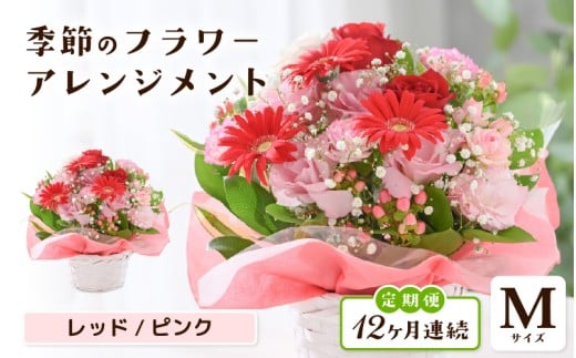 定期便 ≪12ヶ月連続お届け≫ 選べるカラー 季節のフラワーアレンジメント M (レッド・ピンク) 【お花 フラワー アレジメント 花束 ギフト 生花 プレゼント 花束 花 記念日 敬老の日 お祝い】 [L-20701_01]