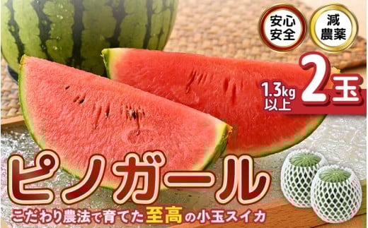 【先行予約】 安心安全！減農薬！こだわり農法で育てた至高のピノガール (小玉スイカ) 2玉 (1玉あたり：1.3kg以上) 【2026年7月中旬以降順次発送予定】 【スイカ 西瓜 すいか デザート 果物 くだもの 夏 甘い ジューシー 旬の果物 産地直送 国産】 [A-21211]