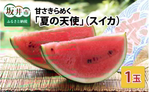 【先行予約】甘さきらめく「夏の天使」スイカ1玉 【2026年7月中旬以降順次発送予定】【スイカ 西瓜 すいか 大玉スイカ デザート 果物 くだもの 夏 ジューシー 高糖度 お取り寄せ グルメ 産地直送】 [A-1005]