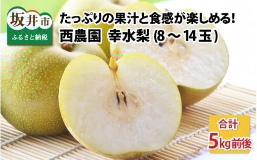 【先行予約】幸水梨 5kg前後 (8～14個) たっぷりの果汁を含んだジューシーな梨！【2026年8月中旬以降順次発送予定】【梨 幸水梨 なし フルーツ 甘い みずみずしい 果実 果物 新鮮 お土産 贈り物 旬の果物 冷蔵】 [A-15005]