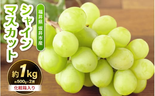【先行予約】坂井市砂丘地のシャインマスカット 約500g×2房入り（合計：約1kg）化粧箱入り 【2026年8月中旬以降順次発送予定】【マスカット ブドウ ぶどう 葡萄 果物 くだもの フルーツ 果実 新鮮 産地直送 国産 ギフト 贈り物 贈答】 [A-19105]