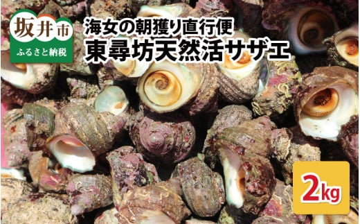 【先行予約】 海女の朝獲り直行便 東尋坊天然活サザエ2kg 【2026年7月上旬より順次発送予定】 【さざえ 栄螺 貝 天然 魚貝 海産物 海鮮 鮮魚 刺身 つぼ焼き BBQ 国産 産地直送】[A-6006]