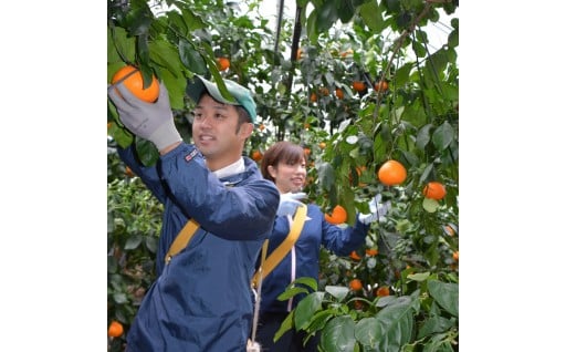 「いろどり」人々の交流や産業の発展により本町に生まれる彩り【産業、観光・交流分野】